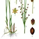 Juncus alpinoarticulatus