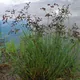 Juncus articulatus