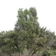 Common juniper