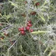 Juniperus oxycedrus