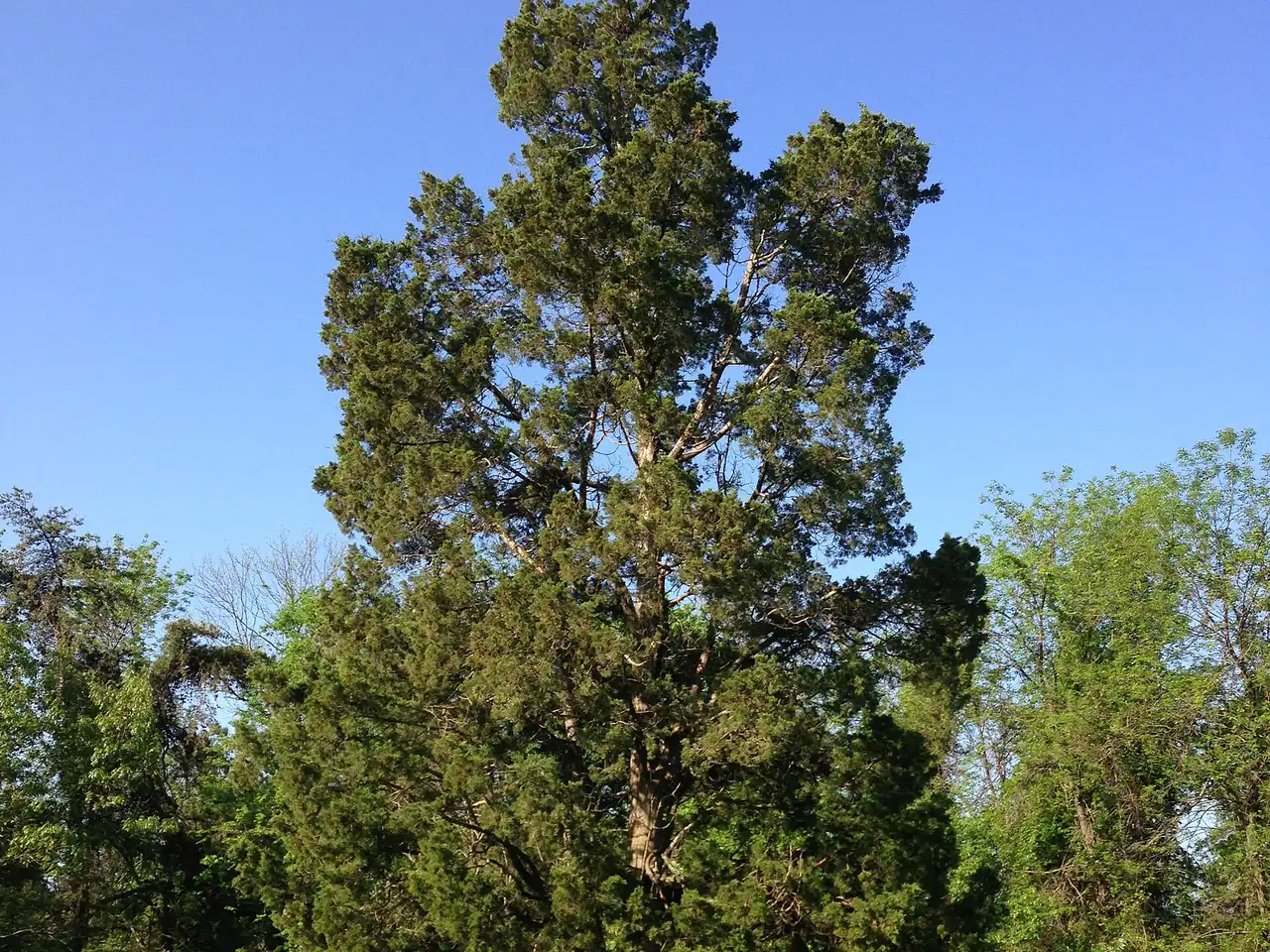 Aromatic cedar