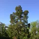 Aromatic cedar