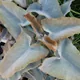 Kalanchoe beharensis