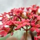 Florist's kalanchoe