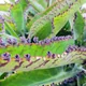 Alligator plant