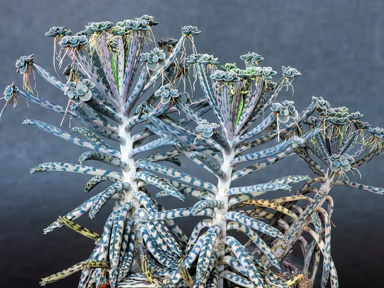 Kalanchoe delagoensis
