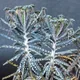 Kalanchoe delagoensis