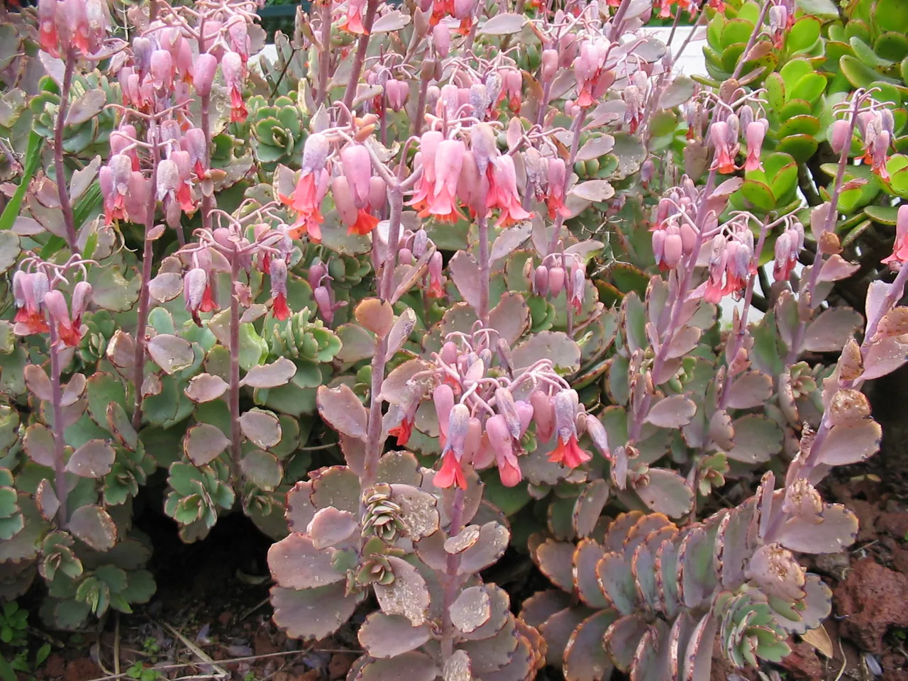 Kalanchoe fedtschenkoi