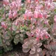 Kalanchoe fedtschenkoi