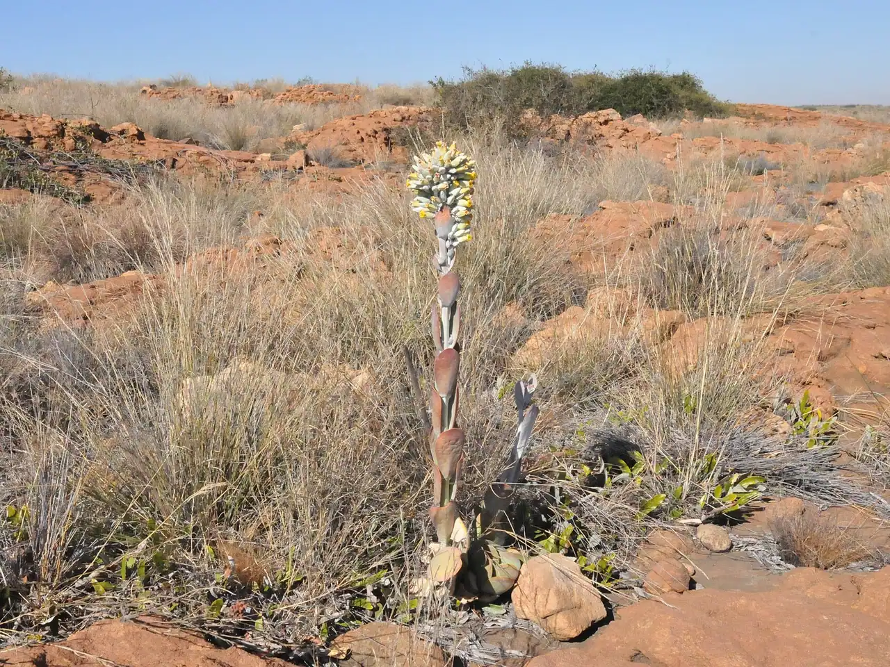 Kalanchoë thyrsiflora