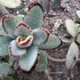 Kalanchoe tomentosa
