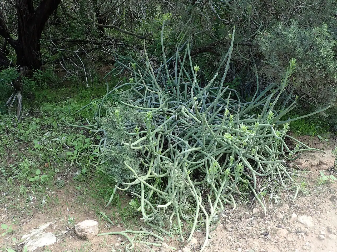 Kleinia anteuphorbium