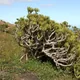 Kleinia neriifolia