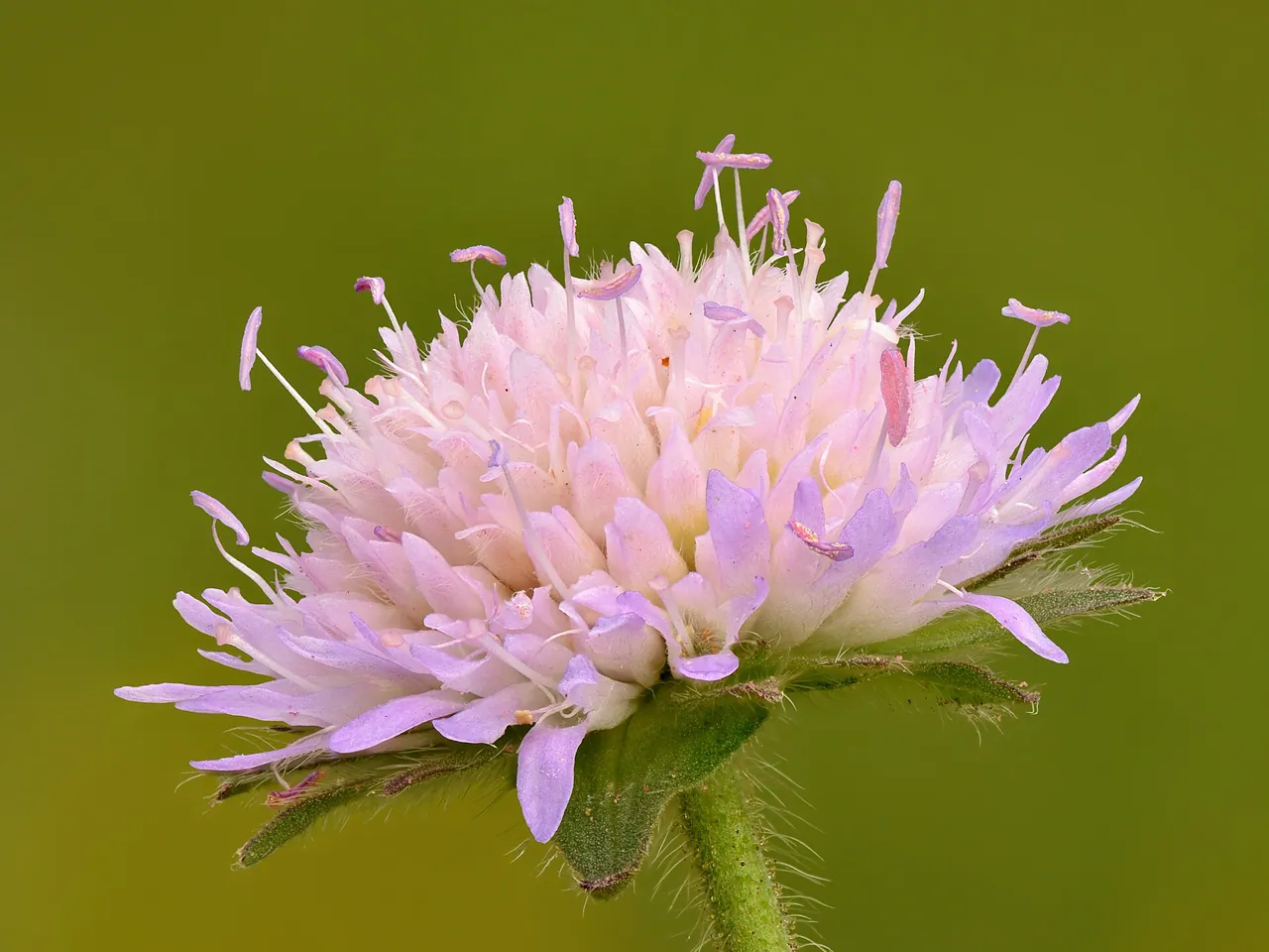 Field scabious