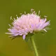 Field scabious