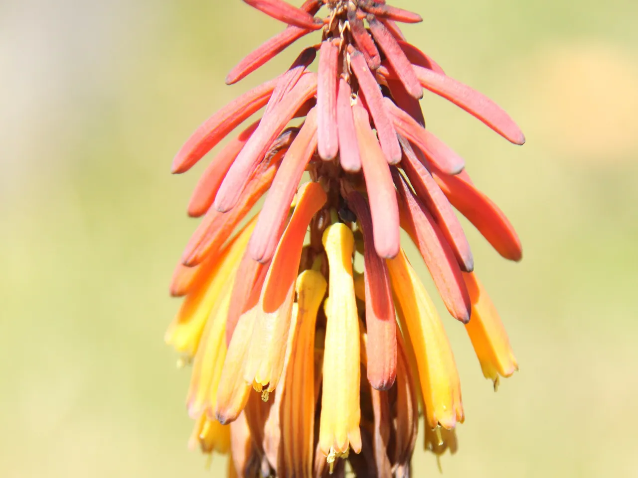 Kniphofia thomsonii