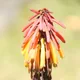 Kniphofia thomsonii