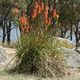 Red Hot Poker