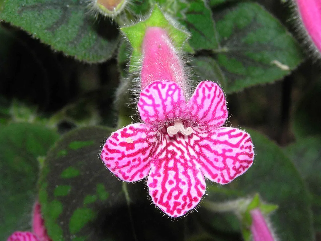 Kohleria amabilis