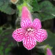 Kohleria amabilis