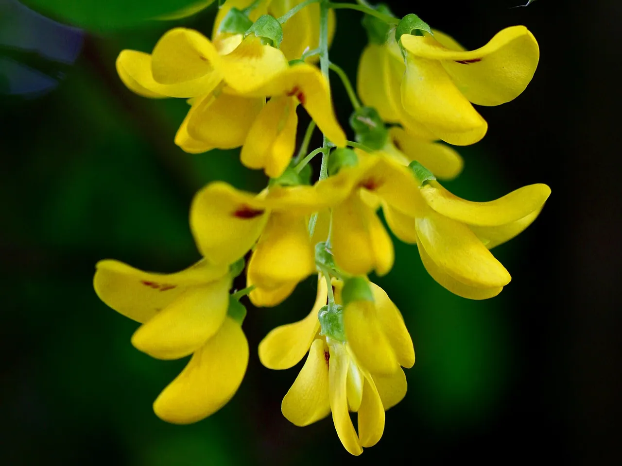 Common Laburnum