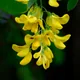 Common Laburnum
