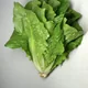 Lettuce