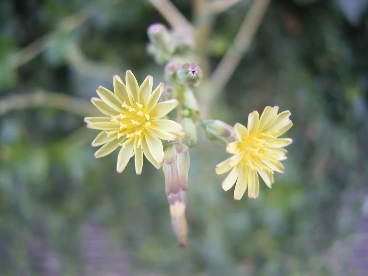 Prickly lettuce