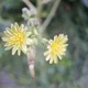 Prickly lettuce
