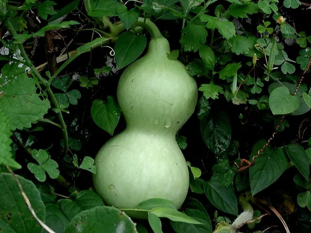 Bottle gourd