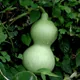 Bottle gourd