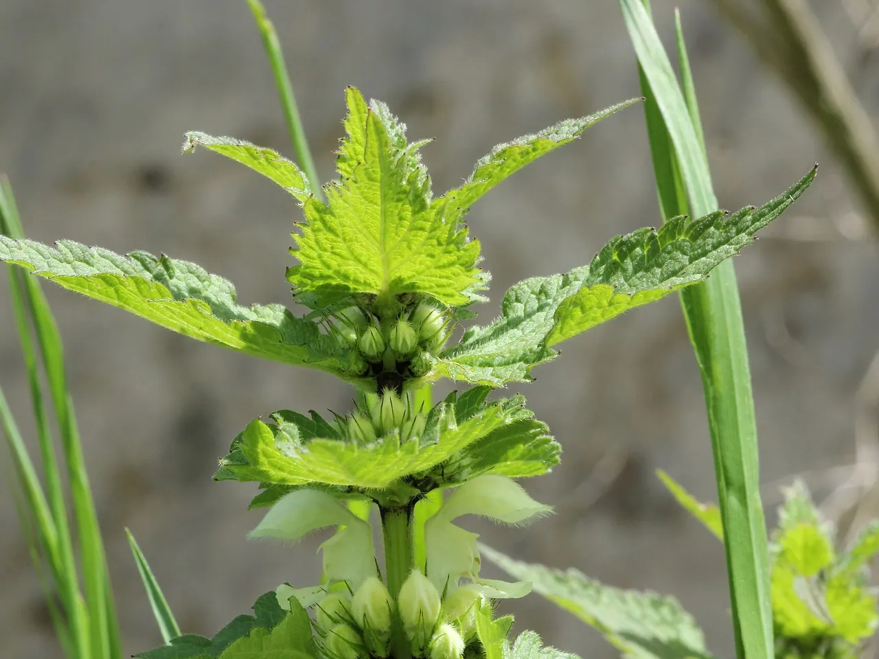 White dead-nettle
