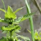 White dead-nettle