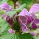 Spotted Dead-nettle