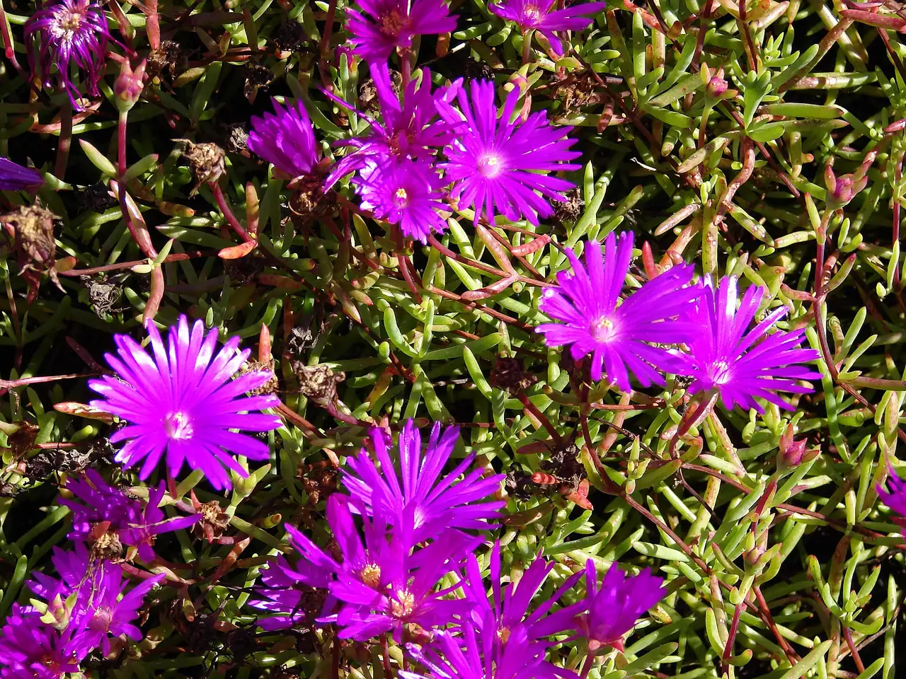 Lampranthus multiradiatus