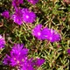 Lampranthus multiradiatus