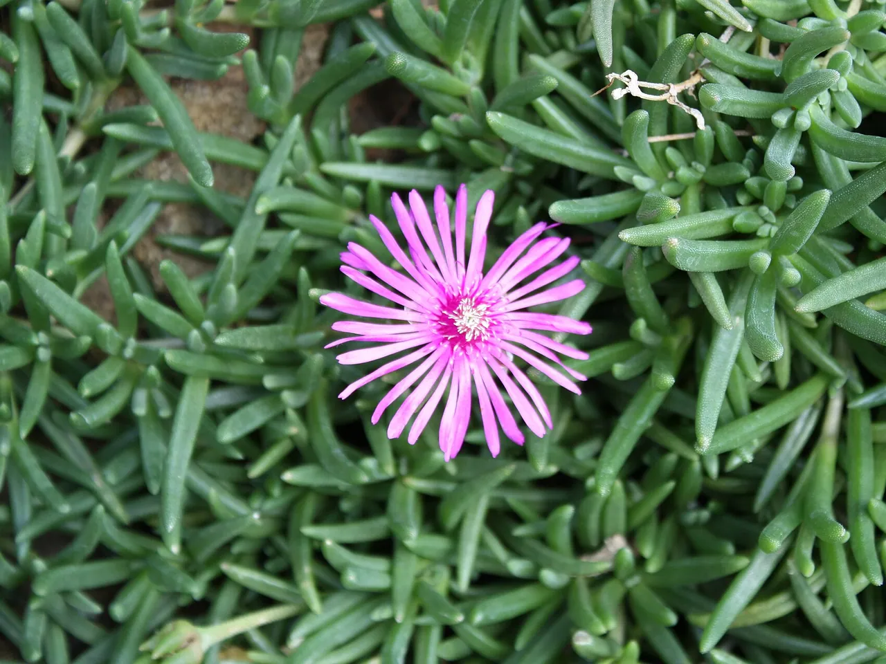 Lampranthus spectabilis