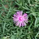 Lampranthus spectabilis