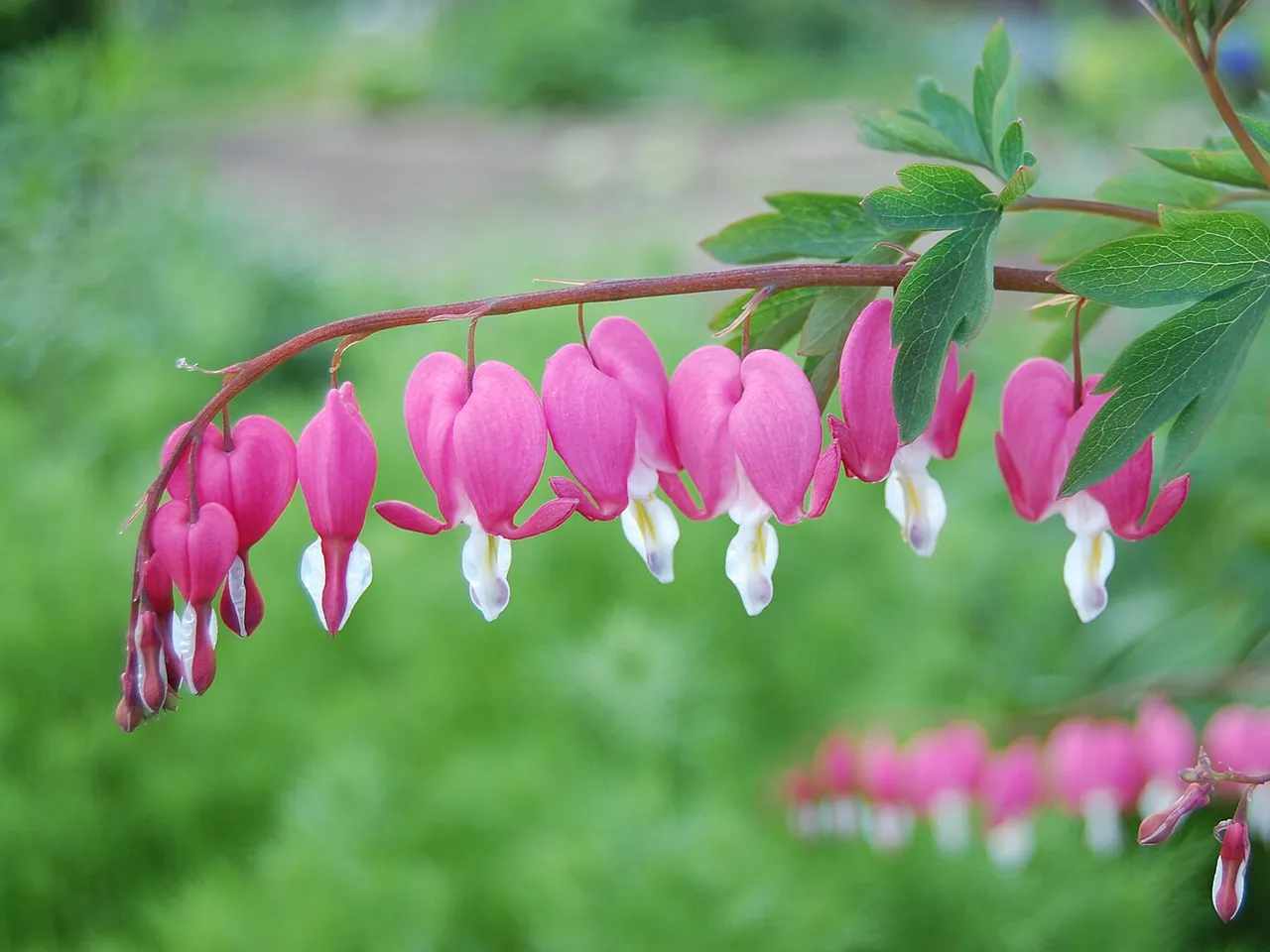 Bleeding heart