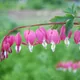 Bleeding heart