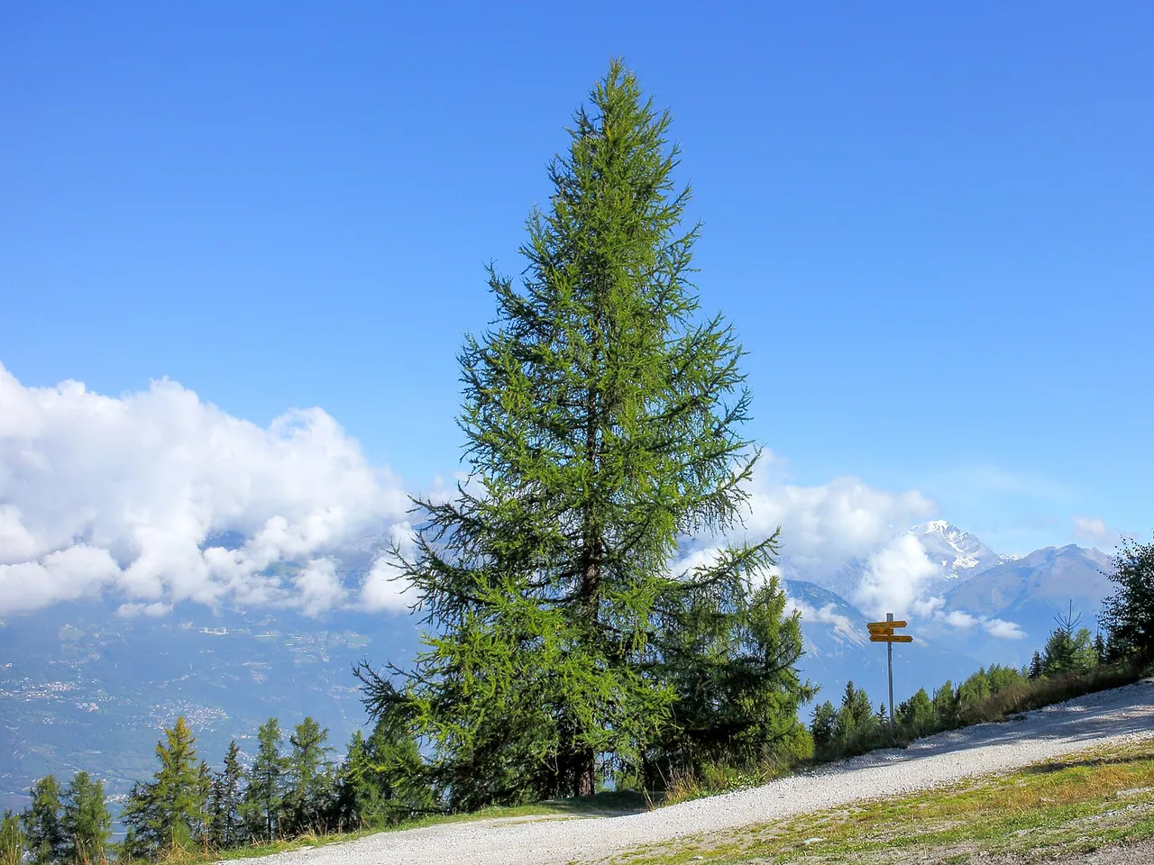 European larch