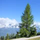 European larch