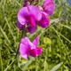 Lathyrus latifolius