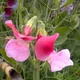 Sweet pea