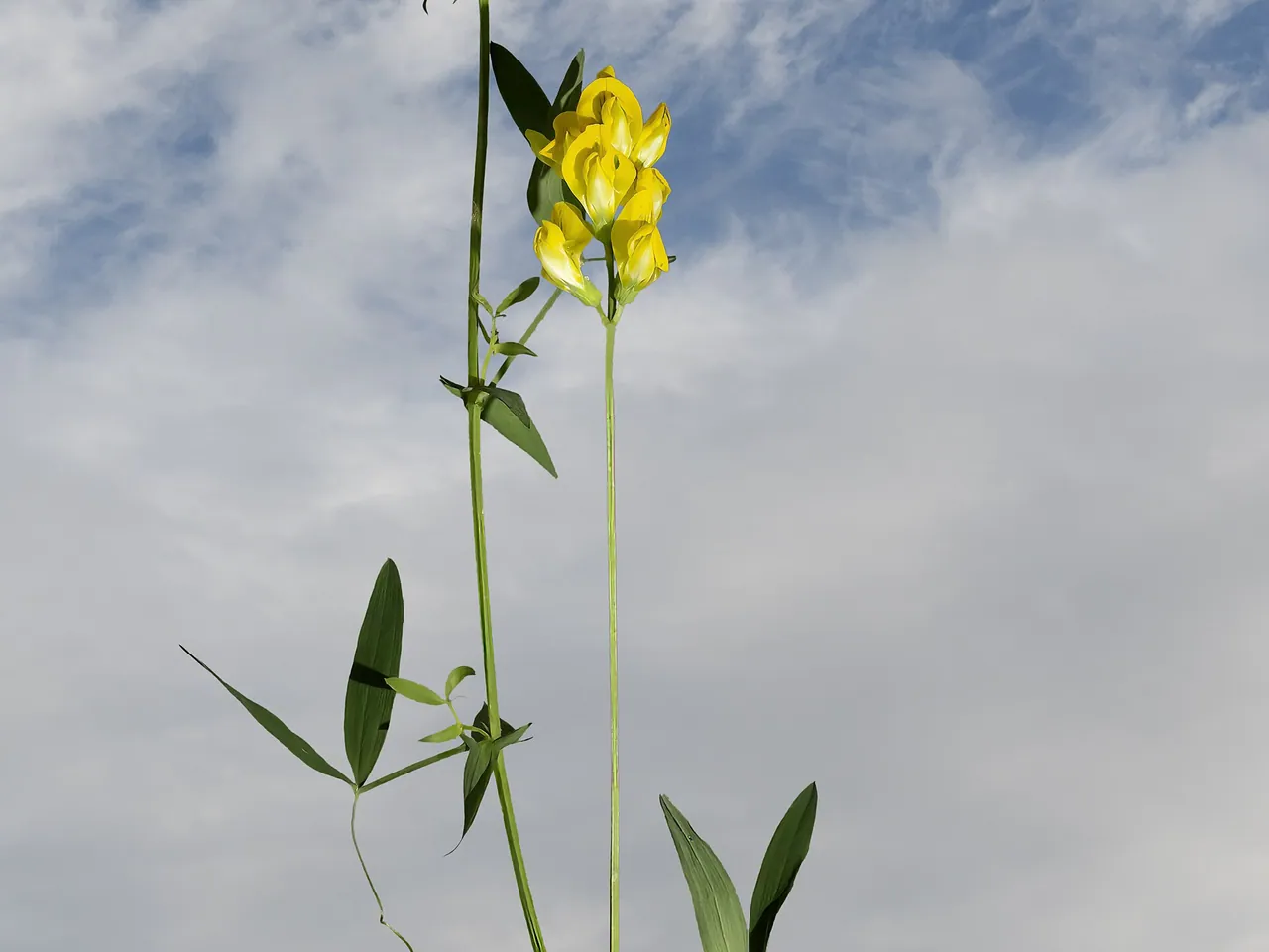 Meadow vetchling