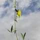 Meadow vetchling