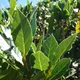 Bay laurel