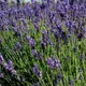 English lavender