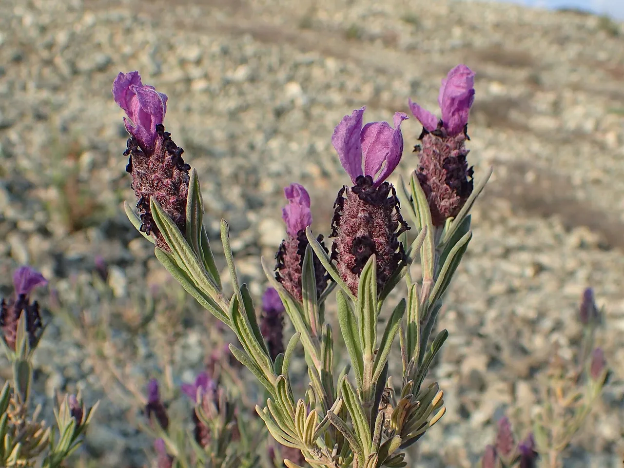 French lavender