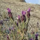 French lavender